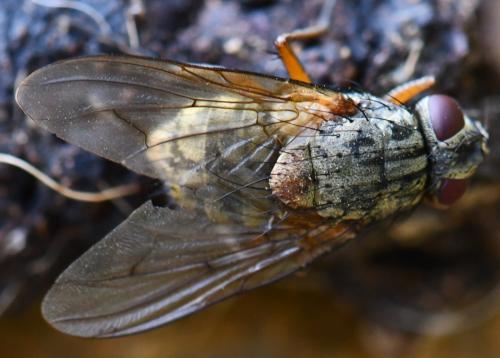 Réf. 268 011 : Phaonia valida